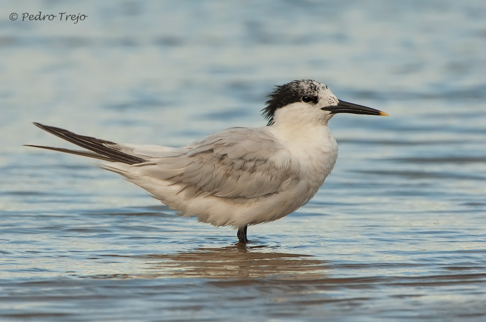 Charran patinegro (Sterna sandvicensis)